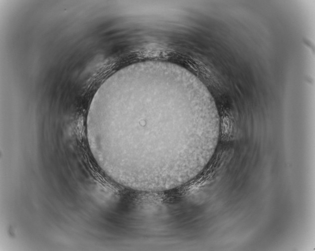 X0000096410820200802141538