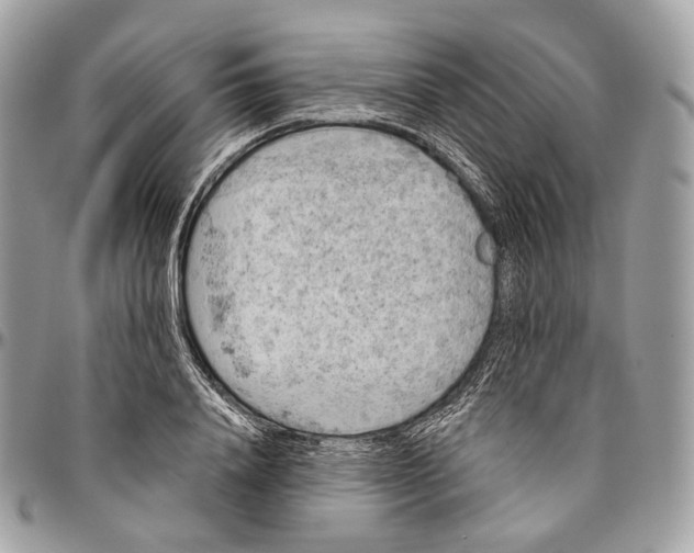 X0000096410840200802141539