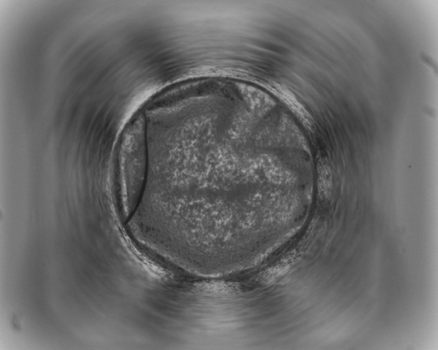 X0000096410896200802141538