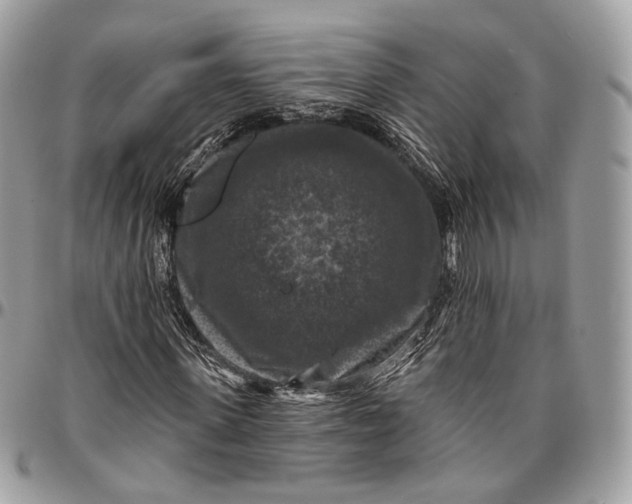 X0000096410915200802141537