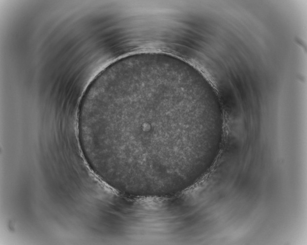 X0000096410950200802141538