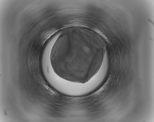 X0000096410969200802141537