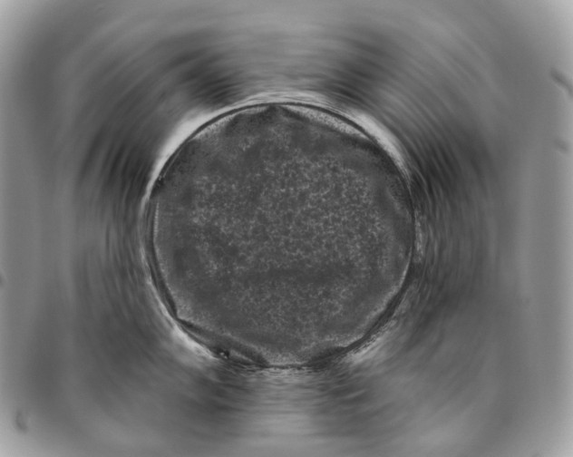 X0000096411102200802141535