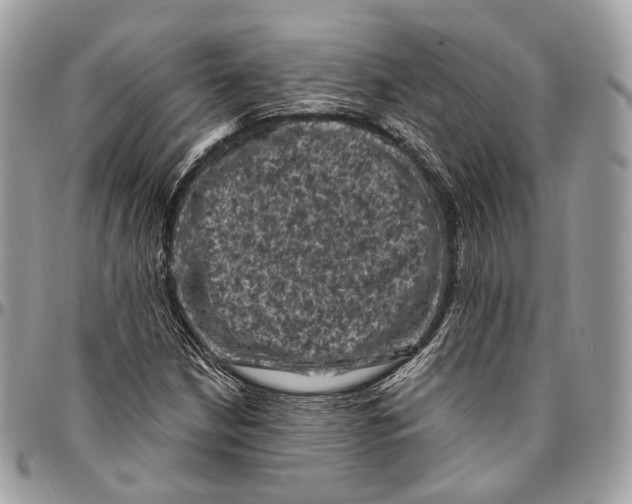 X0000096411210200802141533