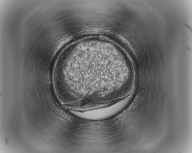 X0000096411218200802141533