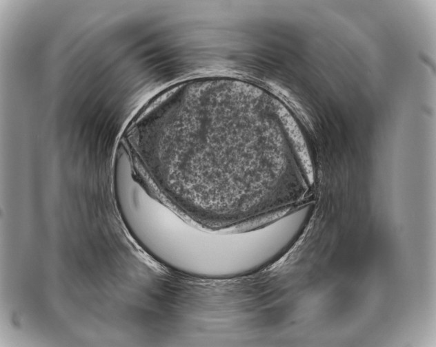 X0000096411236200802141534