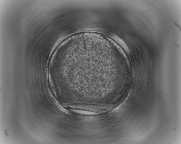 X0000096411436200802141531