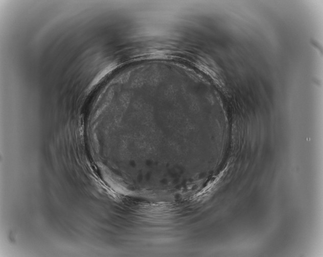 X0000096411450200802141530