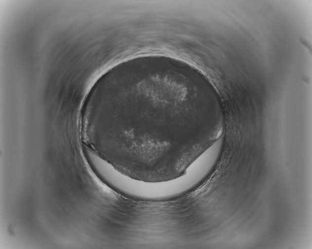 X0000096411519200802141529