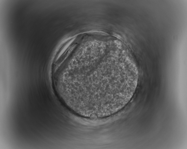 X0000096410006200802211235