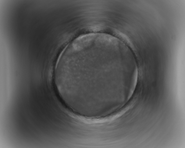 X0000096410018200802211235