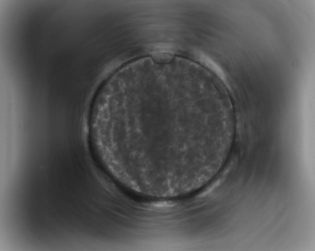 X0000096410059200802211234