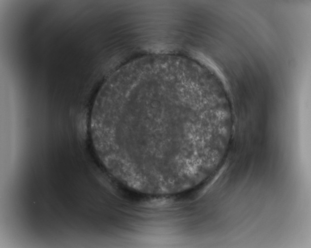 X0000096410065200802211234