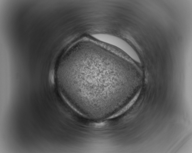 X0000096410068200802211234