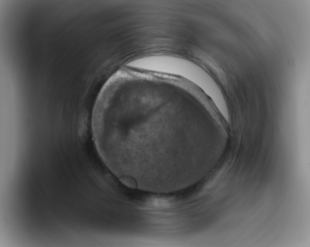 X0000096410073200802211234