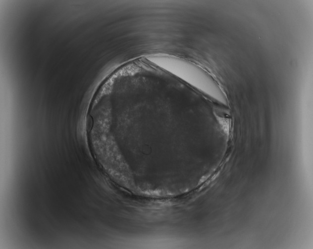 X0000096410099200802211234