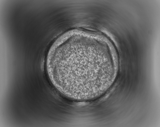 X0000096410153200802211233