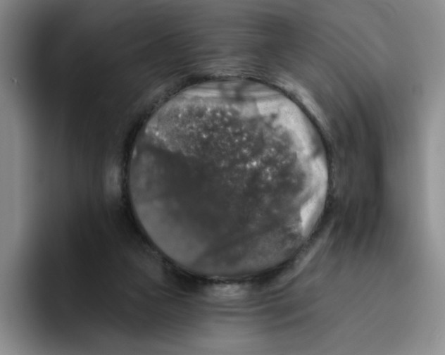 X0000096410161200802211233