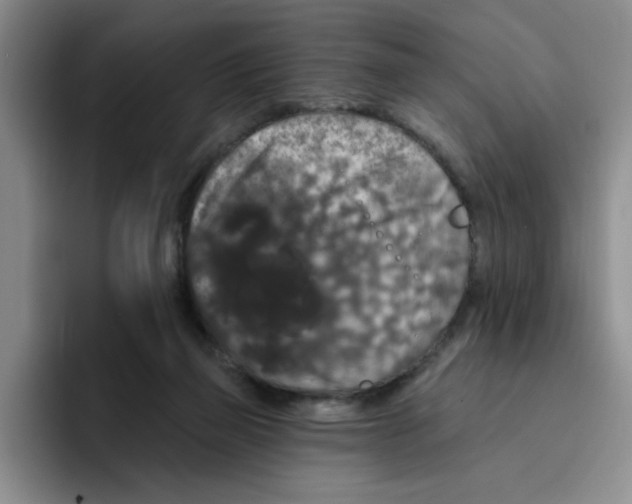 X0000096410165200802211233