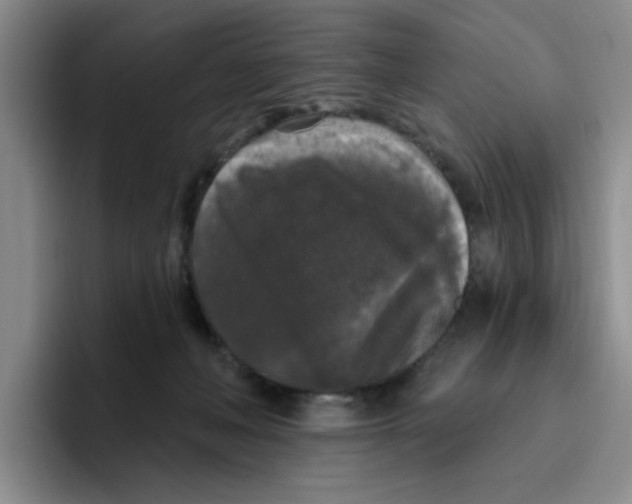 X0000096410222200802211232