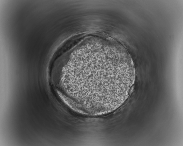 X0000096410242200802211231