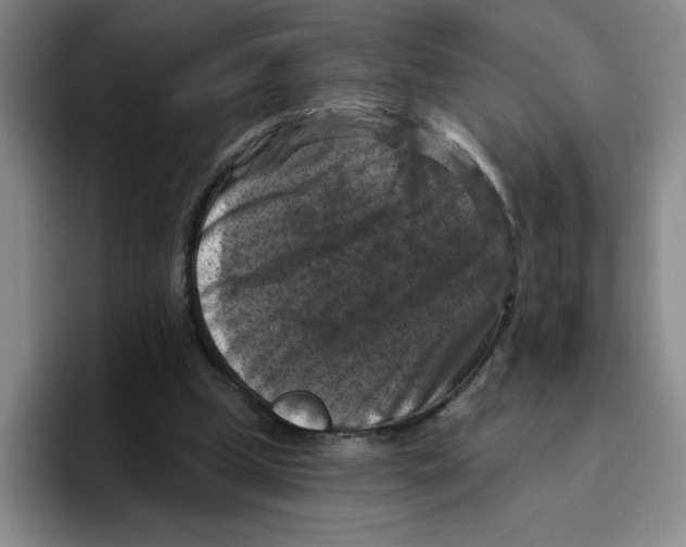 X0000096410249200802211231