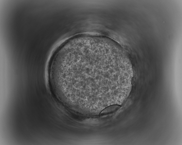 X0000096410294200802211231