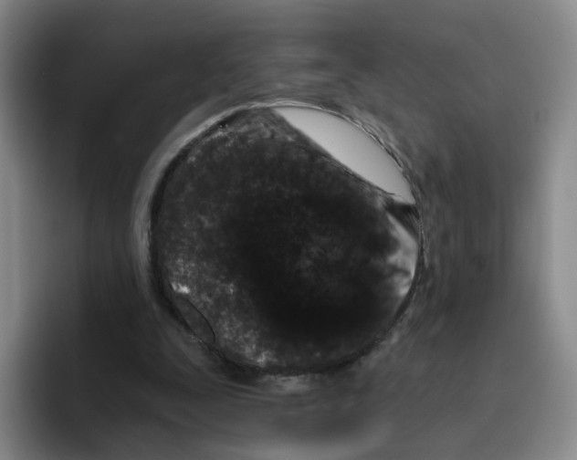 X0000096410295200802211231