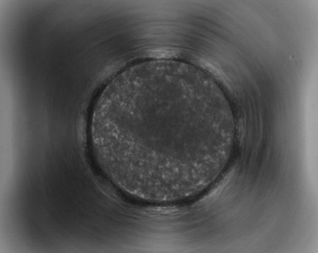X0000096410303200802211231