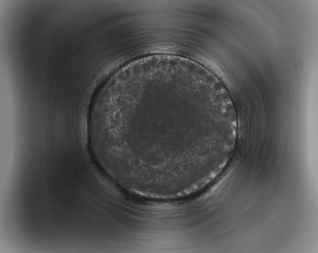 X0000096410349200802211230
