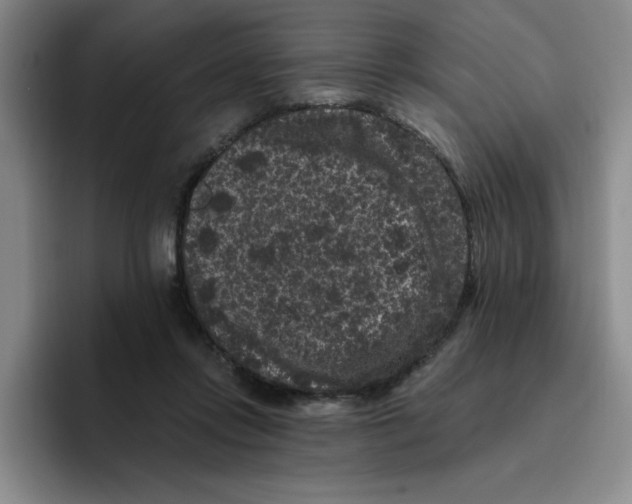 X0000096410358200802211230