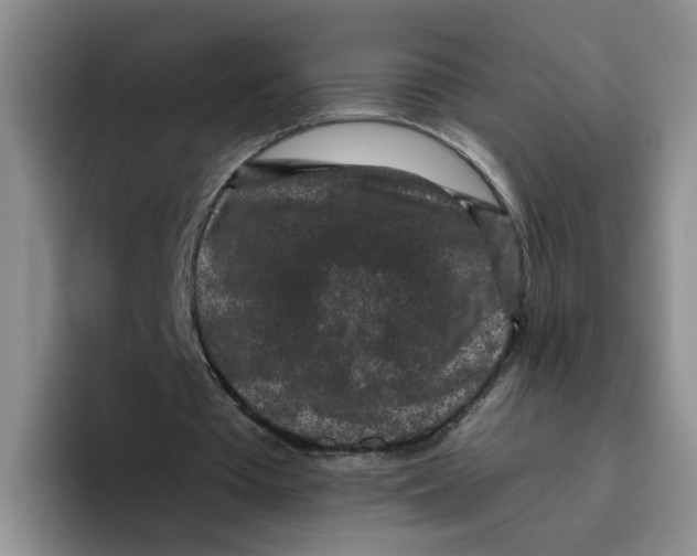 X0000096410385200802211230