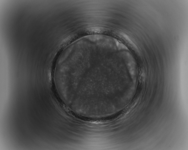 X0000096410500200802211228