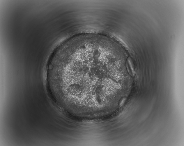 X0000096410679200802211226