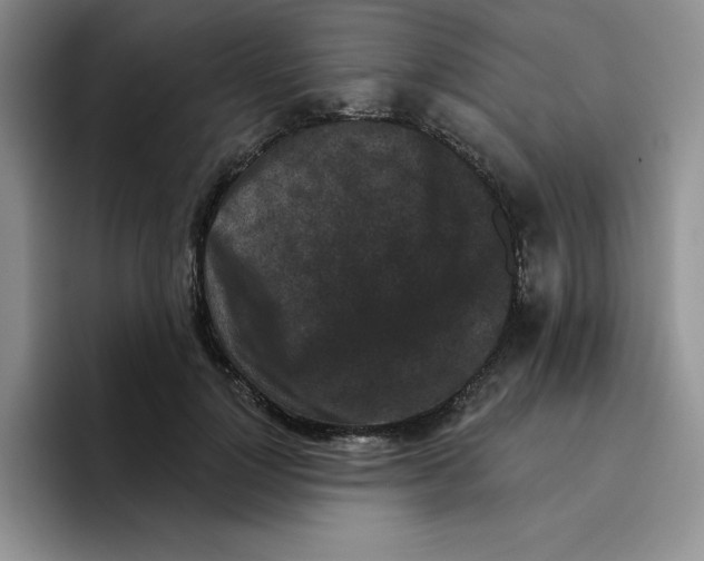 X0000096410748200802211225