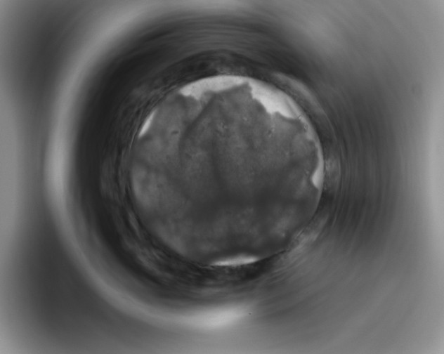 X0000096410765200802211225