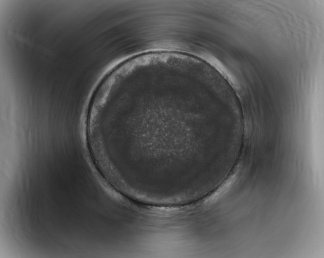 X0000096410854200802211224