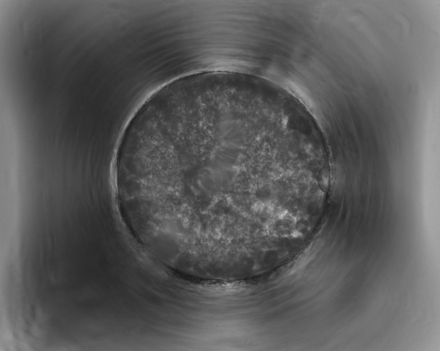 X0000096410891200802211223