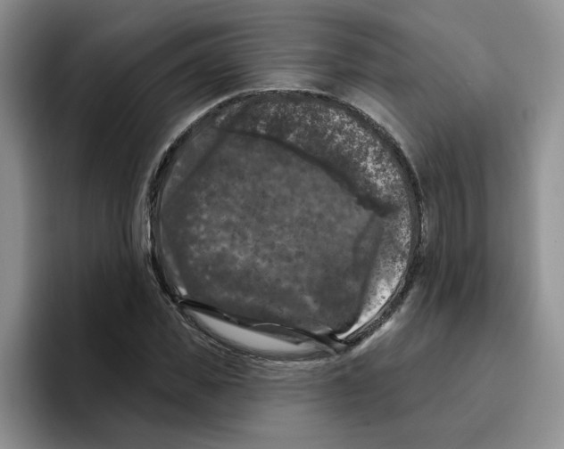 X0000096410925200802211222