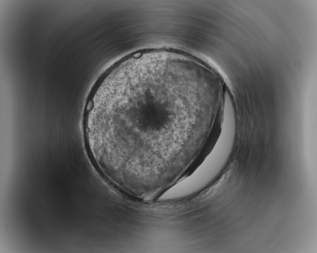 X0000096410943200802211222