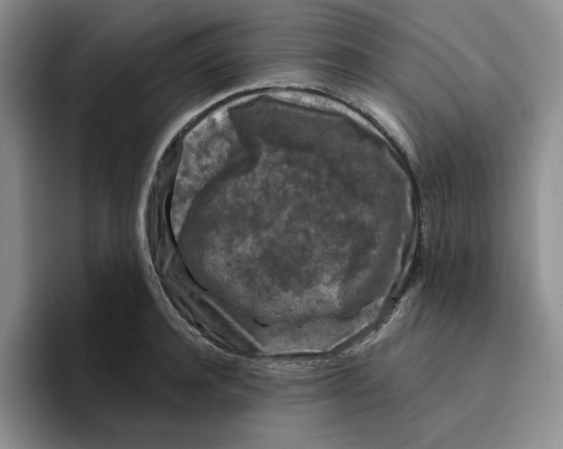 X0000096410944200802211222