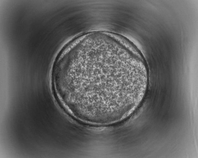 X0000096410949200802211222