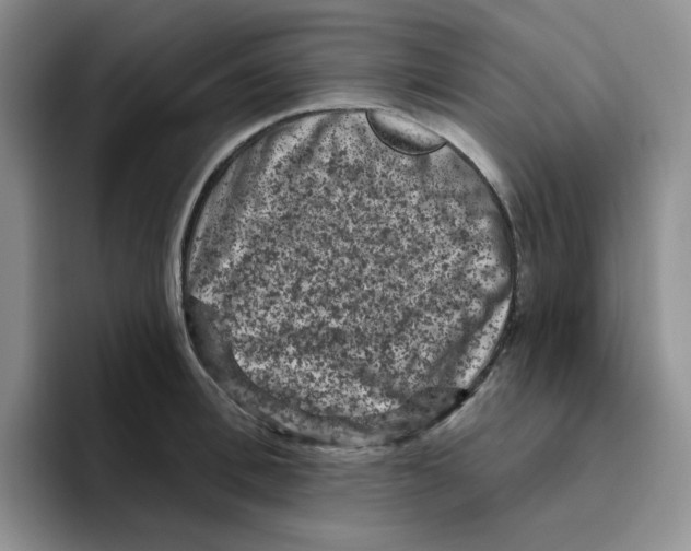 X0000096410996200802211221