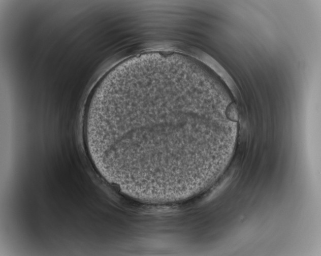 X0000096411002200802211221