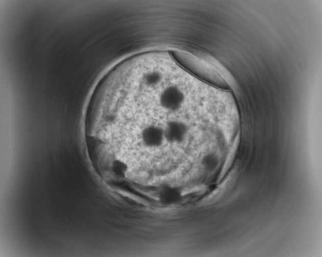 X0000096411004200802211221