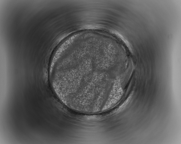 X0000096411025200802211221