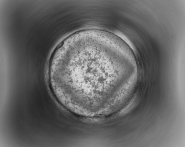 X0000096411101200802211220