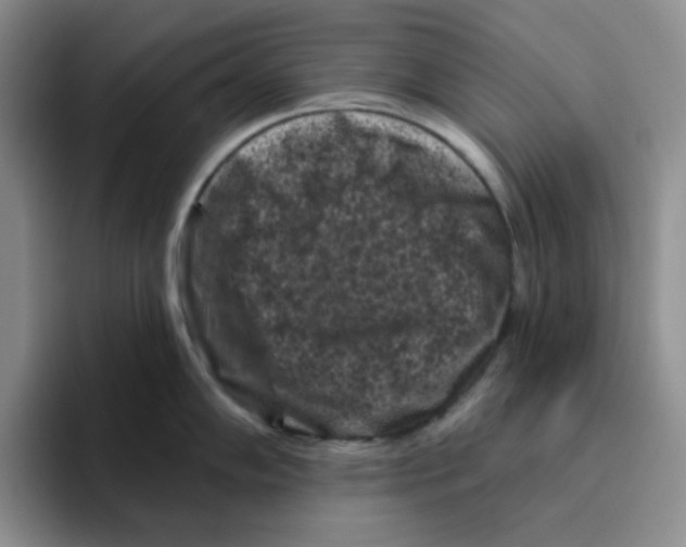 X0000096411102200802211220