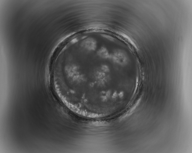 X0000096411117200802211219