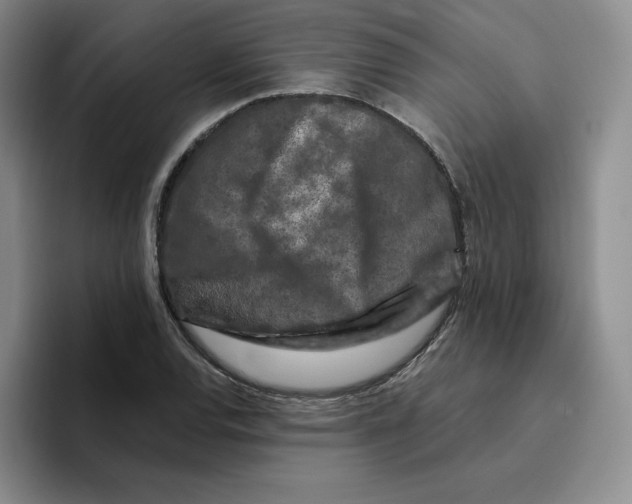 X0000096411120200802211219